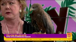 yellow billed kite with silly safaris [upl. by Lanod]