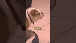 Watch Cesar Millan Train a Bulldog Using ONLY Body Language  dogwhisperer shorts cesarmillan [upl. by Nyla]