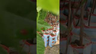 Mahogany plants mahogany agriculture agri [upl. by Atires]