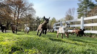 32 baby goat morning stampede [upl. by Adnal]