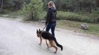 BERGER ALLEMAND  Canaliser un chien agité [upl. by Olvan223]