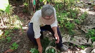 dahon ng Madre cacao pamuksa ng coconut bettle [upl. by Sisile]