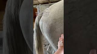 Watch the whole video 😁 horse horseplay horseenthusiast equestrian horseshowlife horsefan [upl. by Faina]