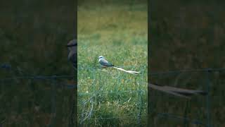 Oklahoma State Bird  Scissortailed Flycatcher [upl. by Yeniffit]