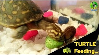 Indian Flapshell Turtle 🐢 Feeding Snail 🐌 In Aquarium [upl. by Mairhpe]