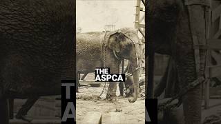 Thomas Edison the Elephant Killer shorts shortsvideo facts history podcast trivia [upl. by Otrebilif]