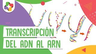 Transcripción del ADN al ARN  Educatina [upl. by Fredric]