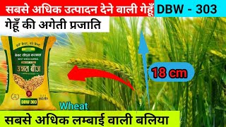 DBW 303  सबसे अधिक उत्पादन देने वाली गेहूँ  गेहूँ की अगेती प्रजाति Wheat top variety [upl. by Anirdna724]