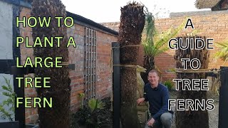 How to Plant a LARGE TREE FERN A Guide to TREE FERNS [upl. by Weihs]