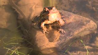 American Toads Singing [upl. by Acila411]