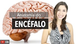 Sistema Nervoso 26 Anatomia do Encéfalo e Estruturas de Proteção  Anatomia e etc [upl. by Inhoj]