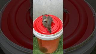 Rat traps creativegreat mouse trap from plastic bucket mousetrap rat [upl. by Jardena]