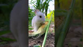 This is how the little rabbit steals corn Cute pet debut plan Rabbit rural little cute pet [upl. by Petunia968]