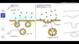 Cytology 8 Endocytosis amp Exocytosis [upl. by Winou]