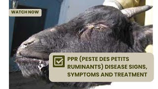 Symptoms of PPR in sheep amp goats l peste des petits ruminants  AFRICA FARMING Diseases Ep 4 [upl. by Elleimac]