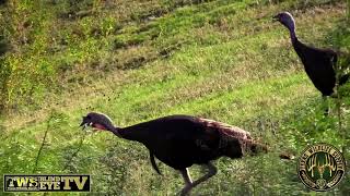 Texas Wildlife Supply Blind Eye TV Turkey 5K [upl. by Evad]