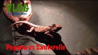 Vlog Pogona vs Grillon sauterelle et criquet [upl. by Yraeht]