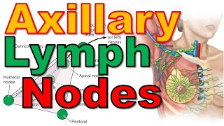 23 Axillary Lymph Nodes  Axilla 36  Upper Limb  كلية الطب  مادة التشريح  A3  25 [upl. by Novar933]