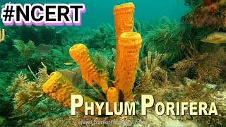 Phylum Porifera in Hindi  Phylum Porifera characteristics animals kingdom biology ncert [upl. by Halet]