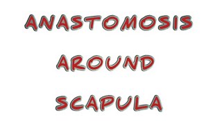 ANASTOMOSIS AROUND SCAPULA  CLINICAL OF ANASTOMOSIS AROUND SCAPULA [upl. by Ralyks]