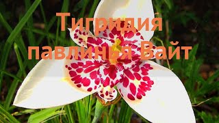 Тигридия обыкновенная Вайт tigridia pavonia white 🌿 Вайт обзор как сажать луковицы тигридии Вайт [upl. by Fechter]