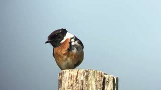 Tarier pâtre stonechat saxicola rubicola OyePlage mai 2024 [upl. by Jaquith84]