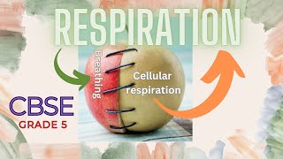 what is respiration part two cellular respiration is how our body gets energy from food CBSE grade5 [upl. by Ydoow]