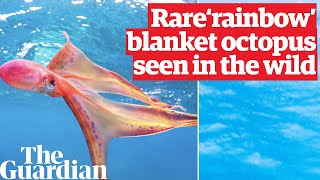 Extremely rare ‘rainbowlike’ blanket octopus spotted in the wild on Great Barrier Reef [upl. by Gladstone]