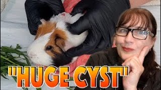 Guinea pig large head cyst removal [upl. by Klaus]