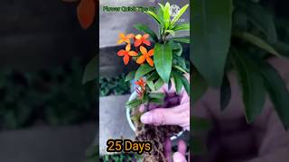 How to Grow Ixora Coccinea flowers from cuttings at home for beginners  Ixora [upl. by Iaoh]