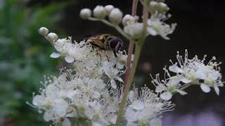 Meadowsweet Magic Myth and Medicine [upl. by Aissej]