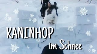 Kaninhop im Schnee  Fails 🐇🌸  Kaninchenstar [upl. by Lemal841]