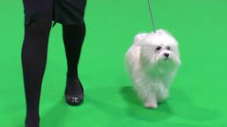 Havanese Dogs Crufts 2018 [upl. by Lud56]