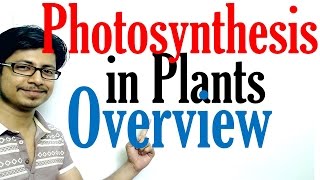 Photosynthesis in plants [upl. by Auhoj]