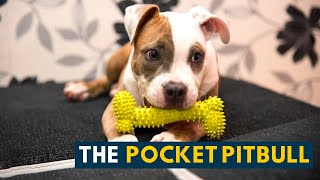 Pocket Pitbull 7 Interesting Facts About the Pocket Sized Bull Dog [upl. by Eldoree]