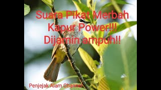 Suara Pikat Merbah Kapur Power [upl. by Hterag212]