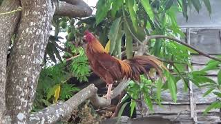 Ayam136  Kokok Ayam Jago yang Nyaring Pertanda Pagi yang Segar [upl. by Gonsalve]