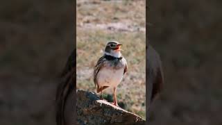 CALANDRA LARK calandralark lark branjangan larkgacor [upl. by Erasmo140]