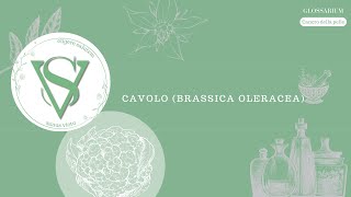 Cavolo Brassica Oleracea [upl. by Tenaj]