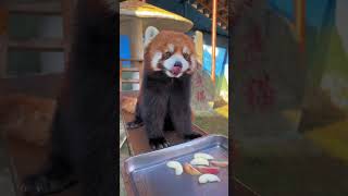 WOW adorable red panda🍼🍼🍼 amsr foryou ailurusfulgens redpanda fpy zoo cute [upl. by Bradwell257]