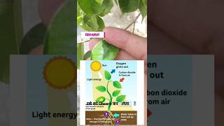 Photosynthesis and Respiration process photosynthesis plants respiration [upl. by Maisey748]