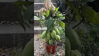 How to Graft a Mango Tree 🥭 New Technique of Growing Mango plants farming shorts [upl. by Nuri]