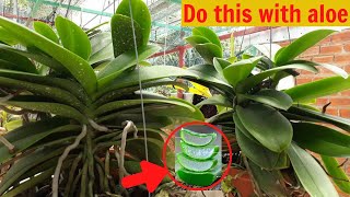 Doing this with aloe helps orchids thrive  Happiness garden [upl. by Pulchi205]