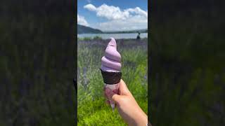 Herb festival lavender  Kawaguchiko Mt Fuji [upl. by Vinna]