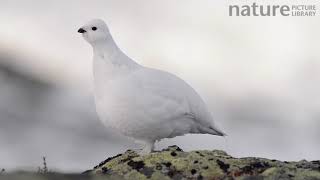 Female Rock ptarmigan calling Sarek National Park Sweden April [upl. by Aicekal]