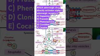 Which adrenergic drug activates alpha1 adrenergic receptors [upl. by Niamrahc]