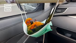 Parrot Uses Facemask as Hammock [upl. by Nirat]