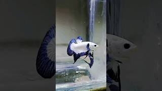 Blue Rim Betta Fish  Plakat betta fish  Male female betta fish  breeding pair  beautiful [upl. by Plumbo]