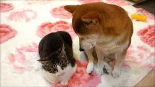 柴犬と猫のおでこをマッサージ Massage the forehead of cat and Shiba Inu [upl. by Guerra]