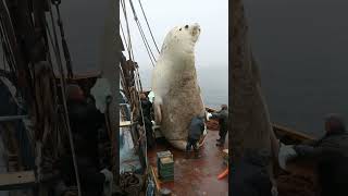 Heartwarming Rescue of a Giant Baby Seal😍 animals seal deepseamagic [upl. by Brade264]